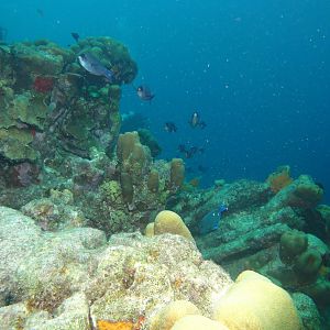 Convoy of blue fish at sundown