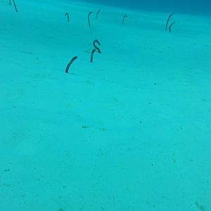 Garden eels