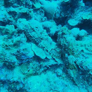 A couple of Scorpion Fish