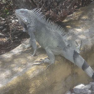 Lizard at 1000 Steps