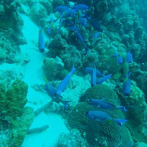 Blush fish convoy pausing