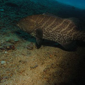 Large grouper under the Hilma Hooker