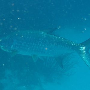 Tarpon