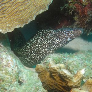Moray