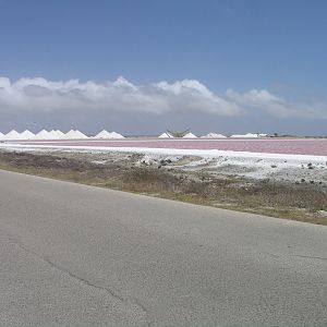 Sea salt ready for export