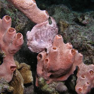 Frogfish at Something Special