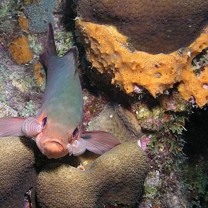 Seriously, throw me a bone dude