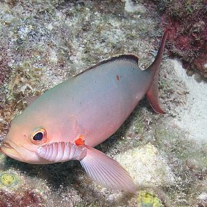 Dude, little help here?