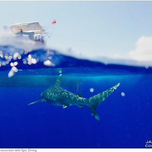 Cat_Island_30