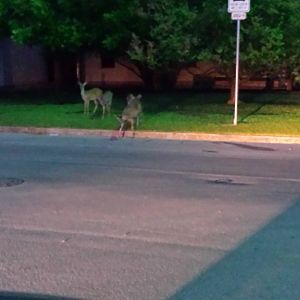 Deer anyone?