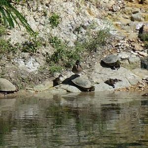 Our river friends