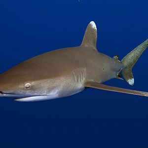 The Oceanic White tip