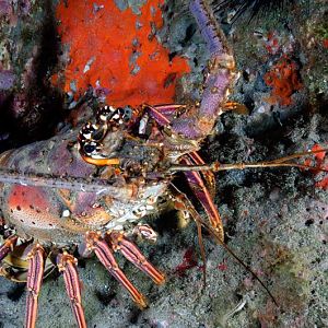 Lobsta
