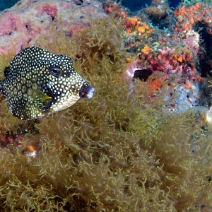 Trunkfish