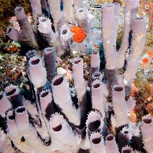 Some Sponges