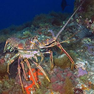BIG Lobster