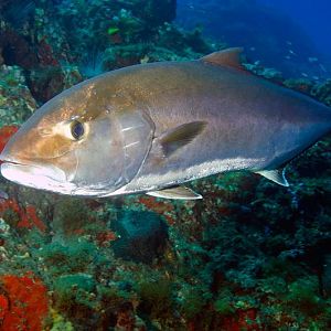 Amberjack