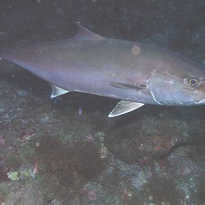 amberjack