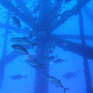 blue convergence