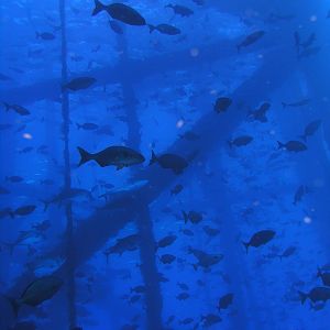 Yes, there were that many fish