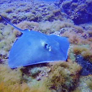 Sting Ray-1