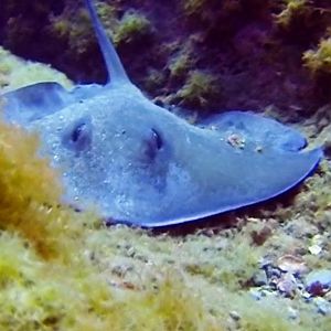 Sting Ray-3