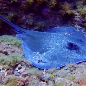 Sting Ray-4