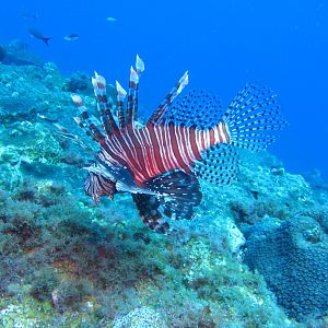 Evil Lionfish