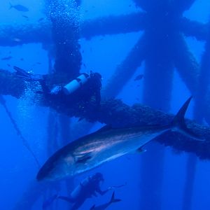 Flower_Gardens_62014-9811