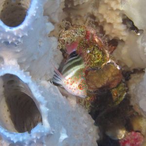 Flower_Gardens_62014-9836