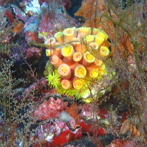 Orange Cup Coral on Oil Rig