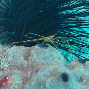 Spider crab by urchin