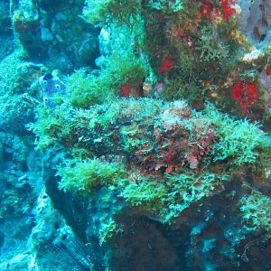 Spotted Scorpionfish