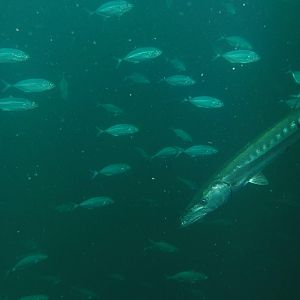 Barracuda
