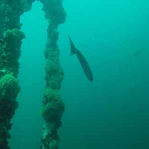 Barracuda and pipework