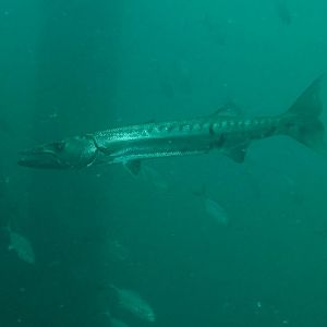 Barracuda