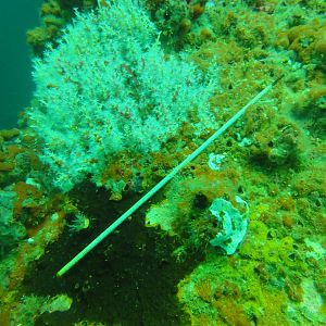 Welding Rod fish