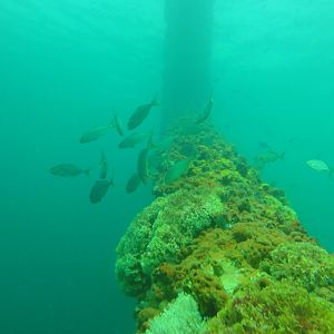 Reef life on the jacket