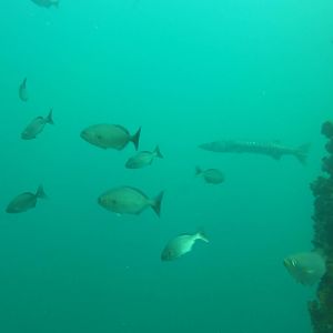 Barracuda amid local shoal