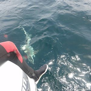 4' blacktip shark