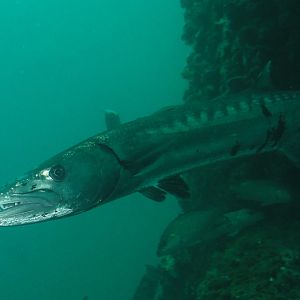Barracuda