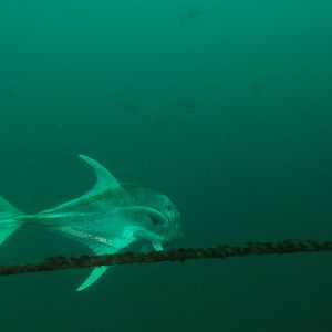 Jack Crevalle