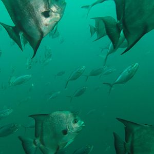 Busy reef