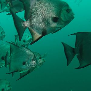 Busy reef