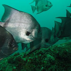 Busy reef