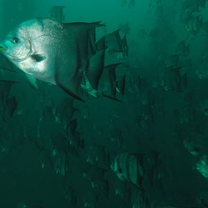 Busy reef