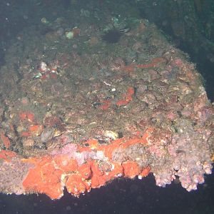 Oriskany encrustation
