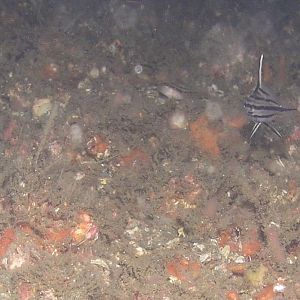 juvenile Cubbyu and a Sharpnose Puffer