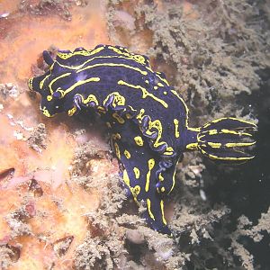 two nudis