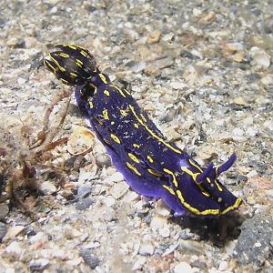 One nudi